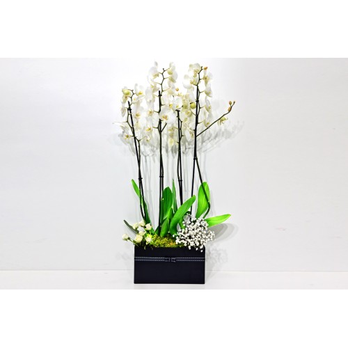 Orchid Plant Box 3