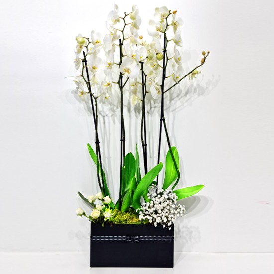 Orchid Plant Box 3 Orchid Plant Box 3