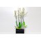 Orchid Plant Box 3