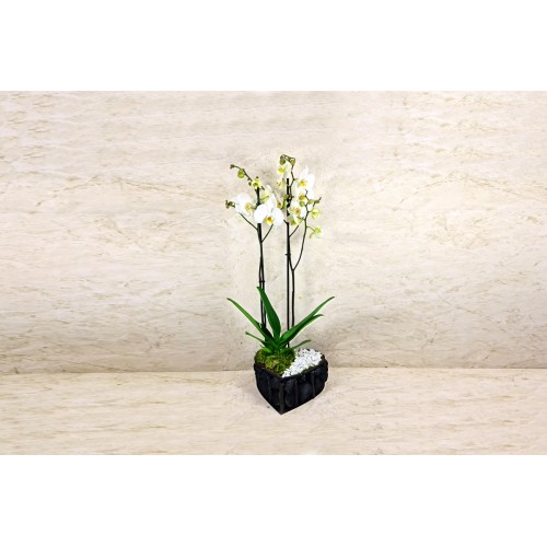 Love Orchid Box 2