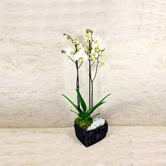 Love Orchid Box 2 Love Orchid Box 2