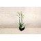 Love Orchid Box 2