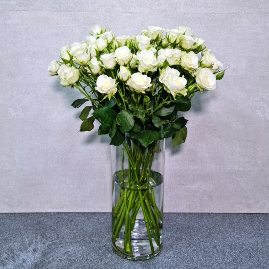 White Beauty 1000 White Beauty 1000