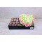 Love Tray 2