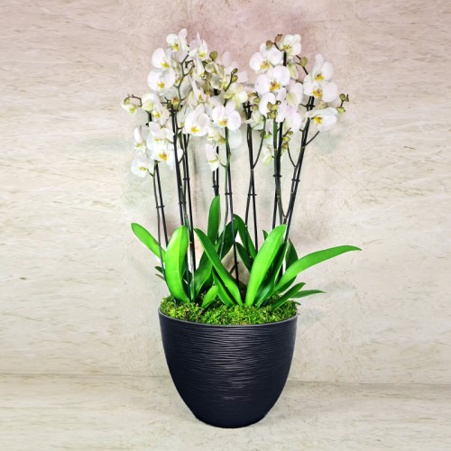 alf mabrook orchids 4