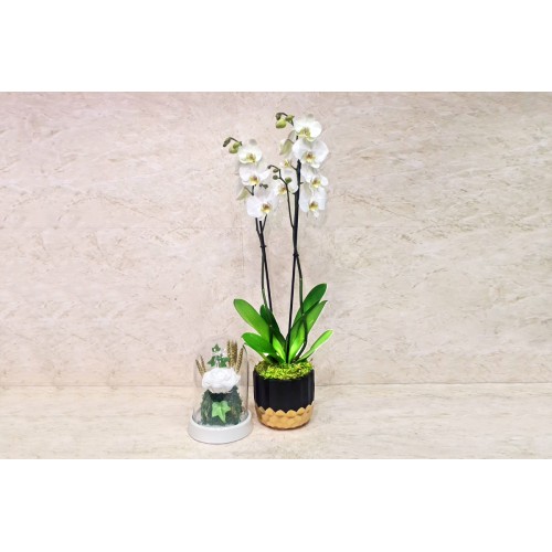 Orchid Plant and Long-Lasting White Flower