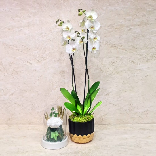 Orchid Plant and Long-Lasting White Flower Orchid Plant and Long-Lasting White Flower