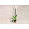 Orchid Plant and Long-Lasting White Flower