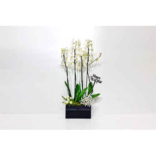 New Year Flowers 33