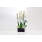 New Year Flowers 33