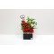 Valentine's Day Flowers 29