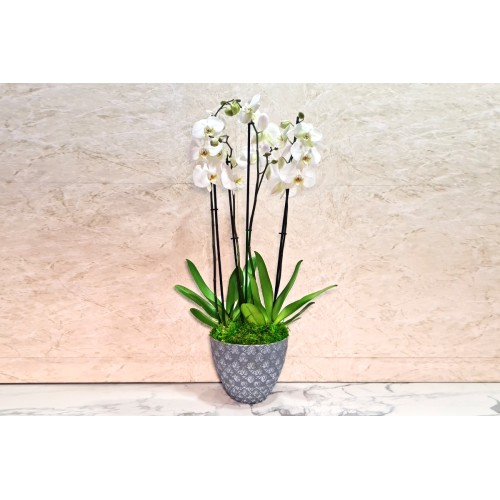 orchid plant 1020