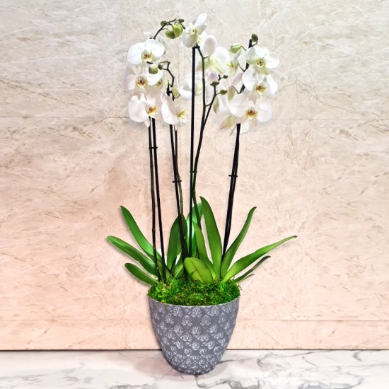 orchid plant 1020 orchid plant 1020