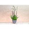 orchid plant 1020