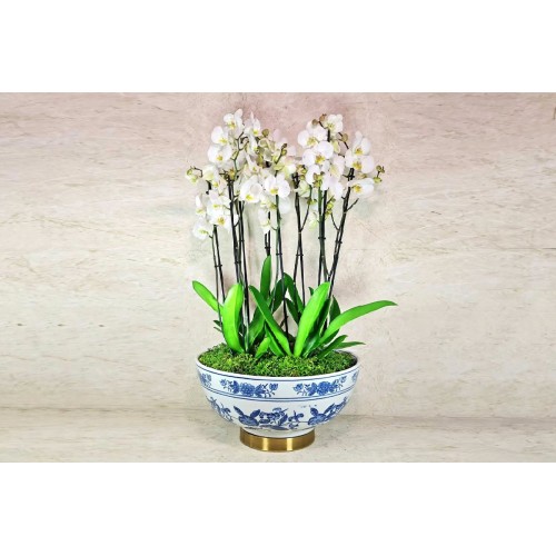 elegant vase orchid plants 4