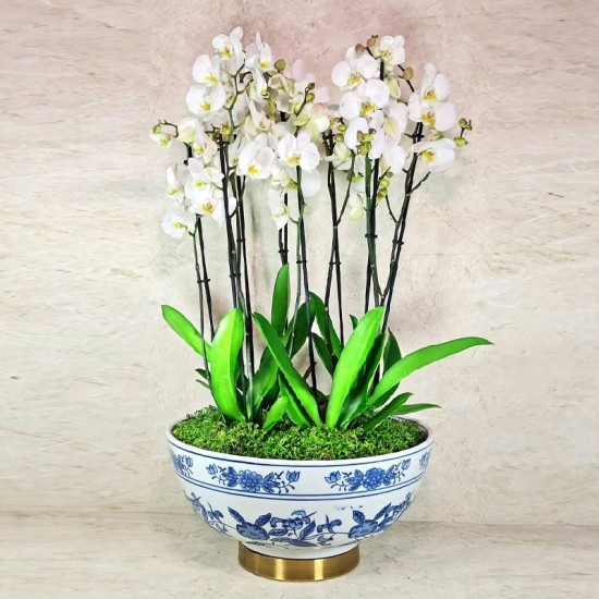 elegant vase orchid plants 4