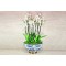 elegant vase orchid plants 4