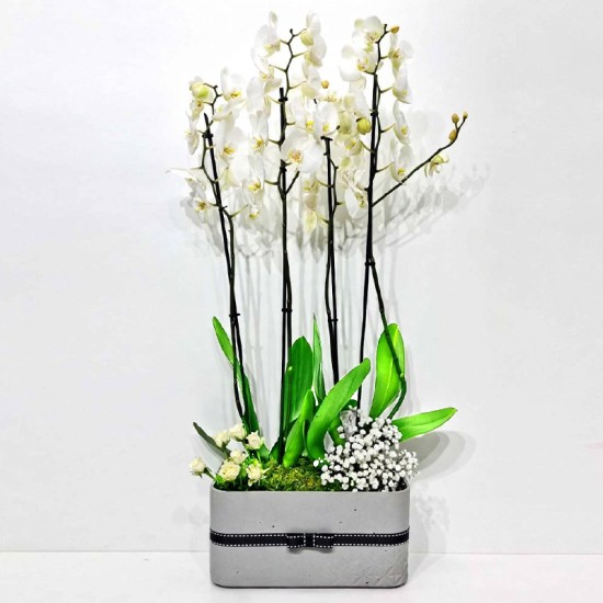 plants box 200 plants box 200