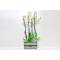 plants box 200