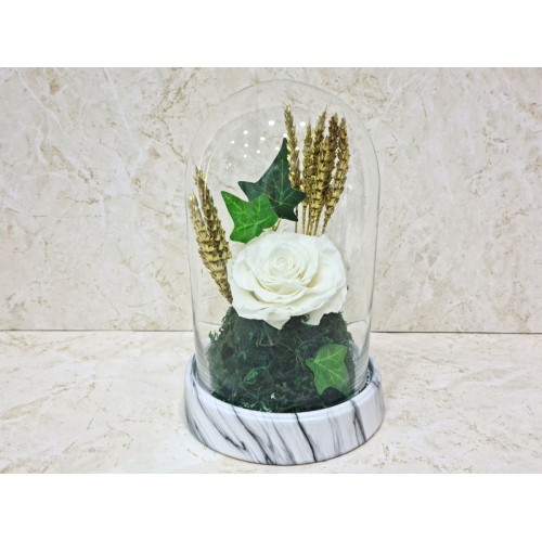 preserved rose White