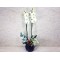 Orchid Plant In Face Vase 2
