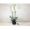 Orchid Plant In Face Vase 3